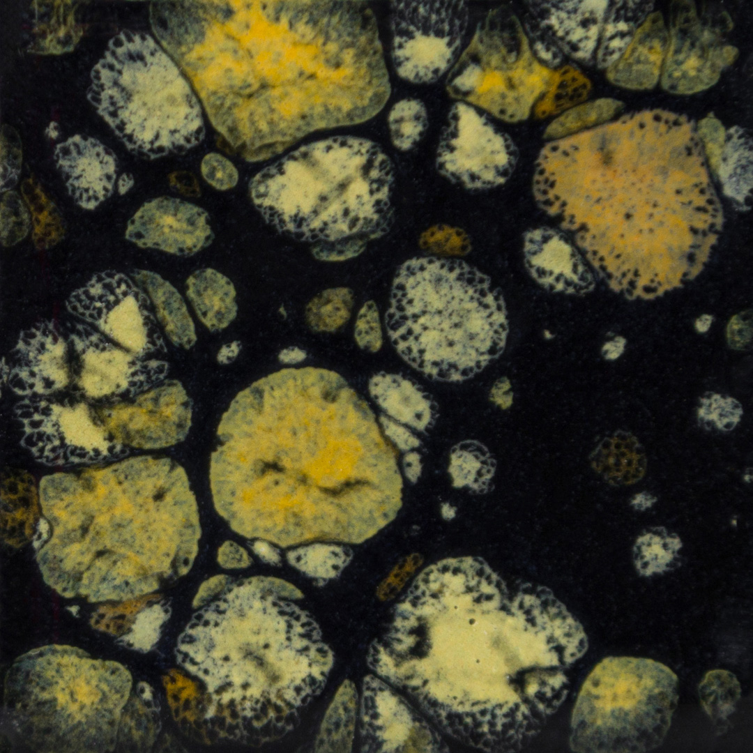 CG798 - BLACK IRIS - PINT