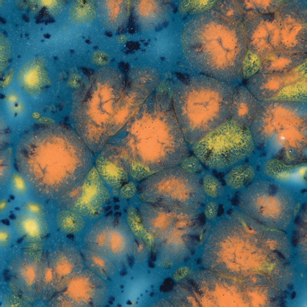 CG983 - KOI POND - PINT