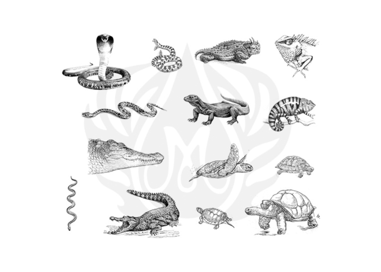 DSS0135 - REPTILE SILKSCREEN *NoM*