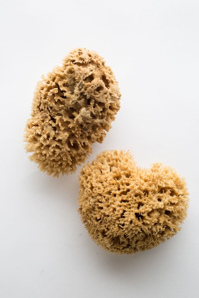 Sponge -- Natural Sea Wool